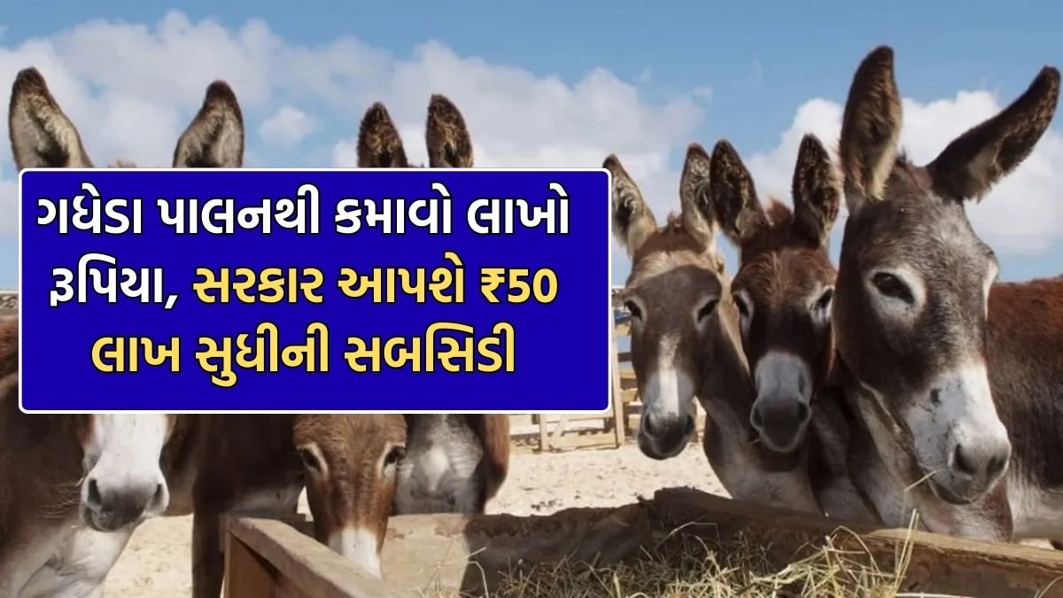 Donkey farming scheme 2026